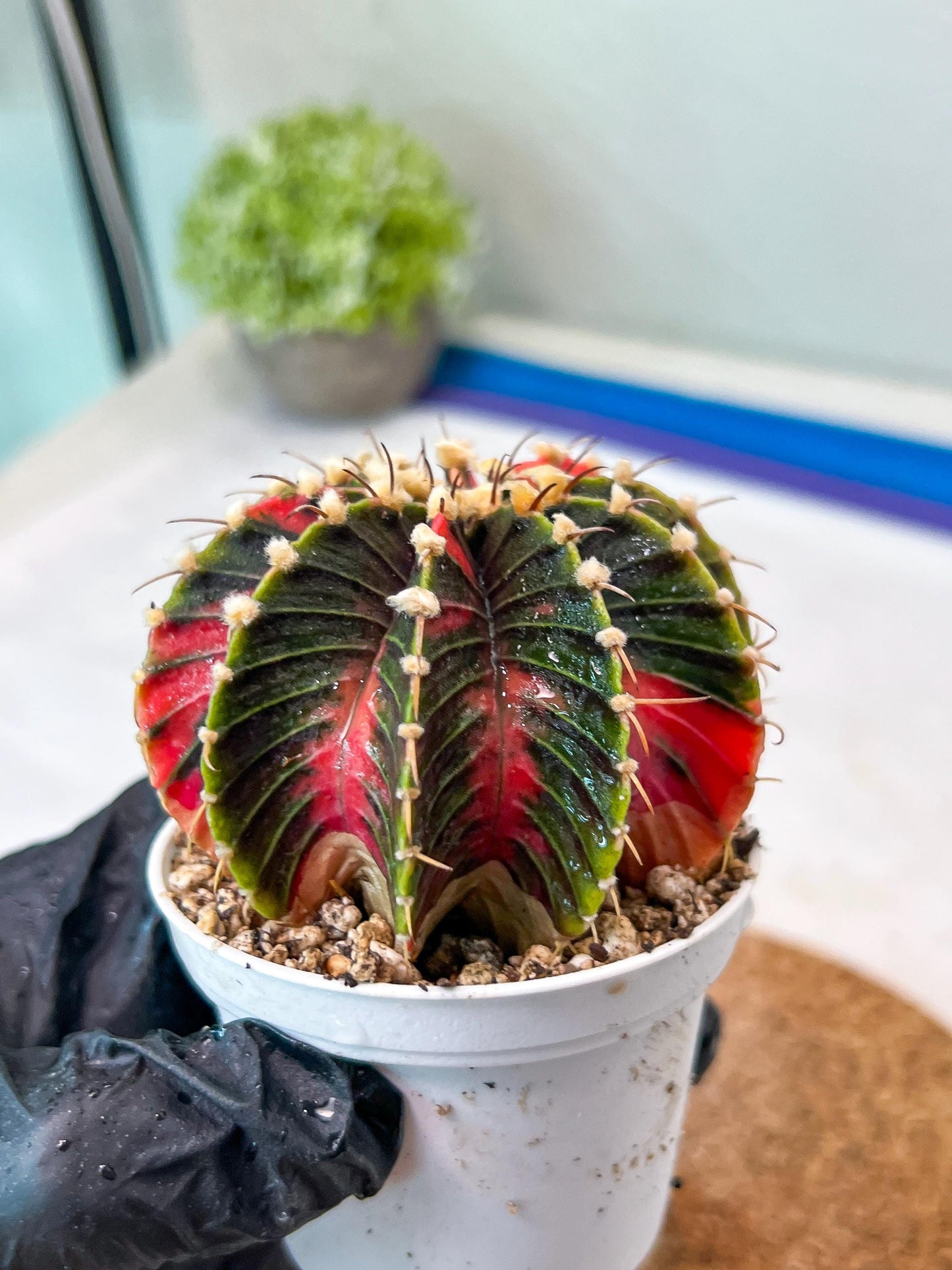 Gymnocalycium Mihanovichii Var (g3) (g5) | variegated cactus
