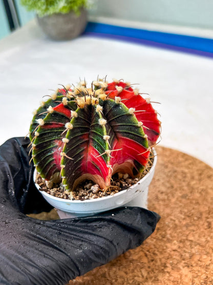 Gymnocalycium Mihanovichii Var (g3) (g5) | variegated cactus