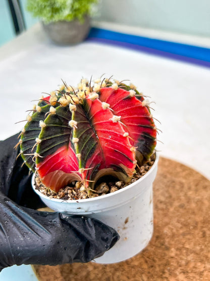 Gymnocalycium Mihanovichii Var (g3) (g5) | variegated cactus