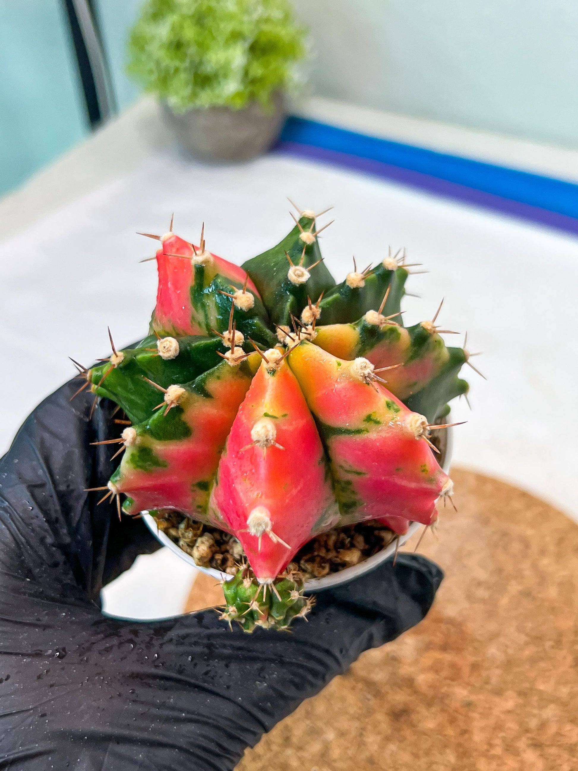Gymnocalycium Mihanovichii Var (g3) (g6) | variegated cactus