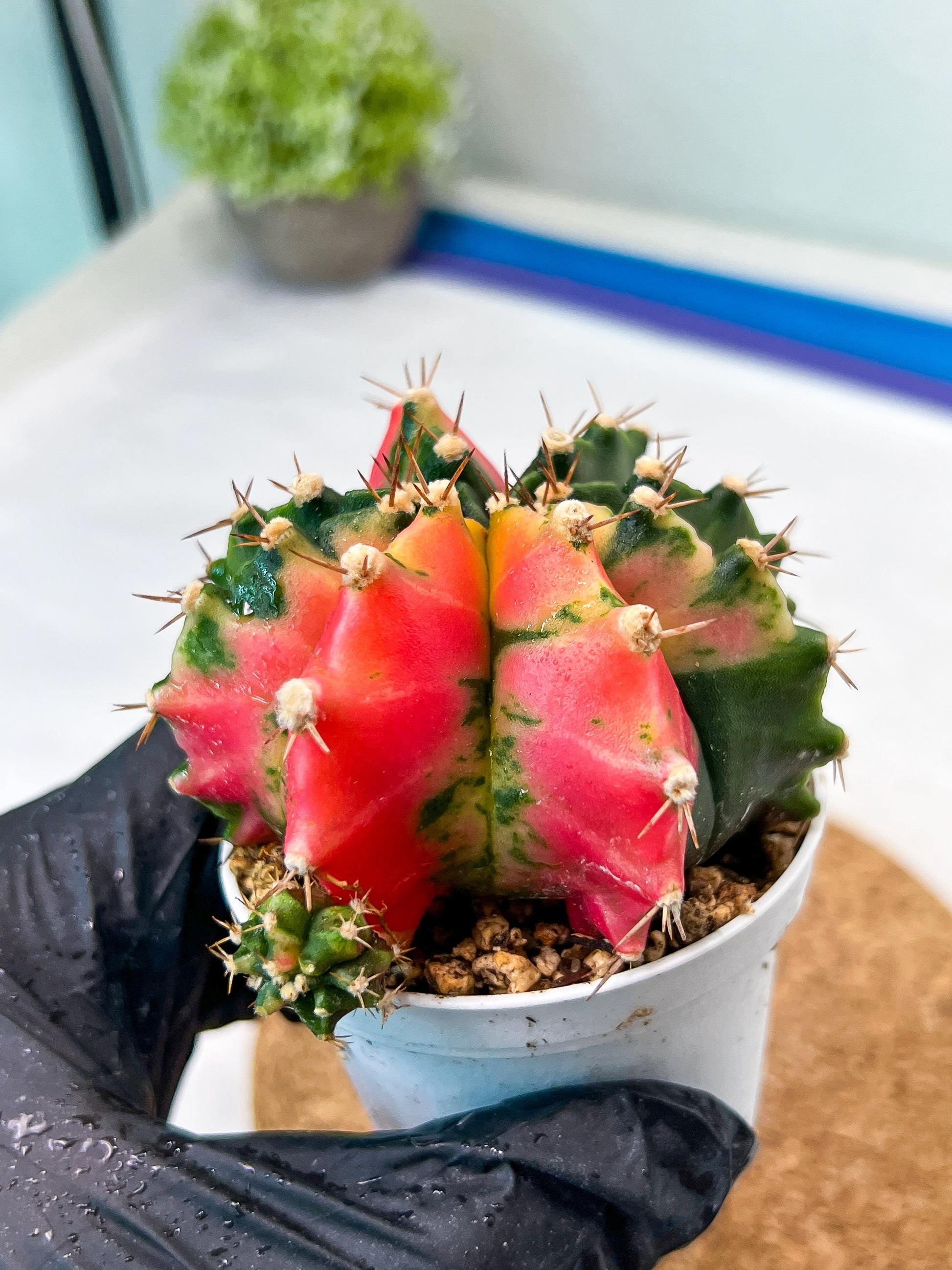 Gymnocalycium Mihanovichii Var (g3) (g6) | variegated cactus