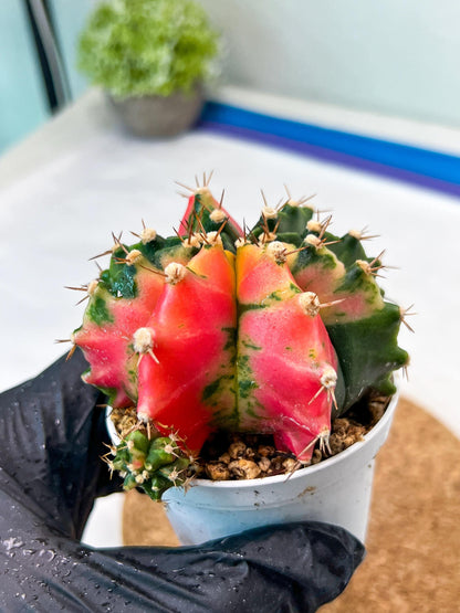 Gymnocalycium Mihanovichii Var (g3) (g6) | variegated cactus