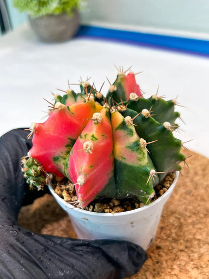 Gymnocalycium Mihanovichii Var (g3) (g6) | variegated cactus