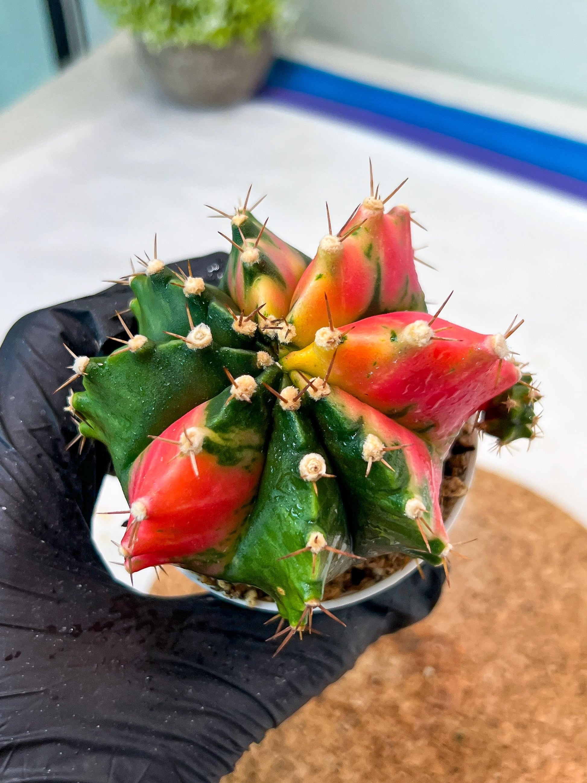 Gymnocalycium Mihanovichii Var (g3) (g6) | variegated cactus