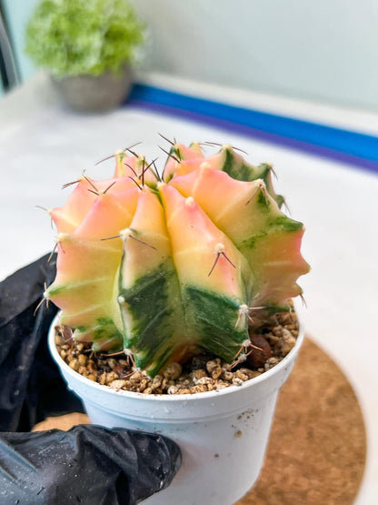 Gymnocalycium Mihanovichii Var (g3) (g7) | variegated cactus