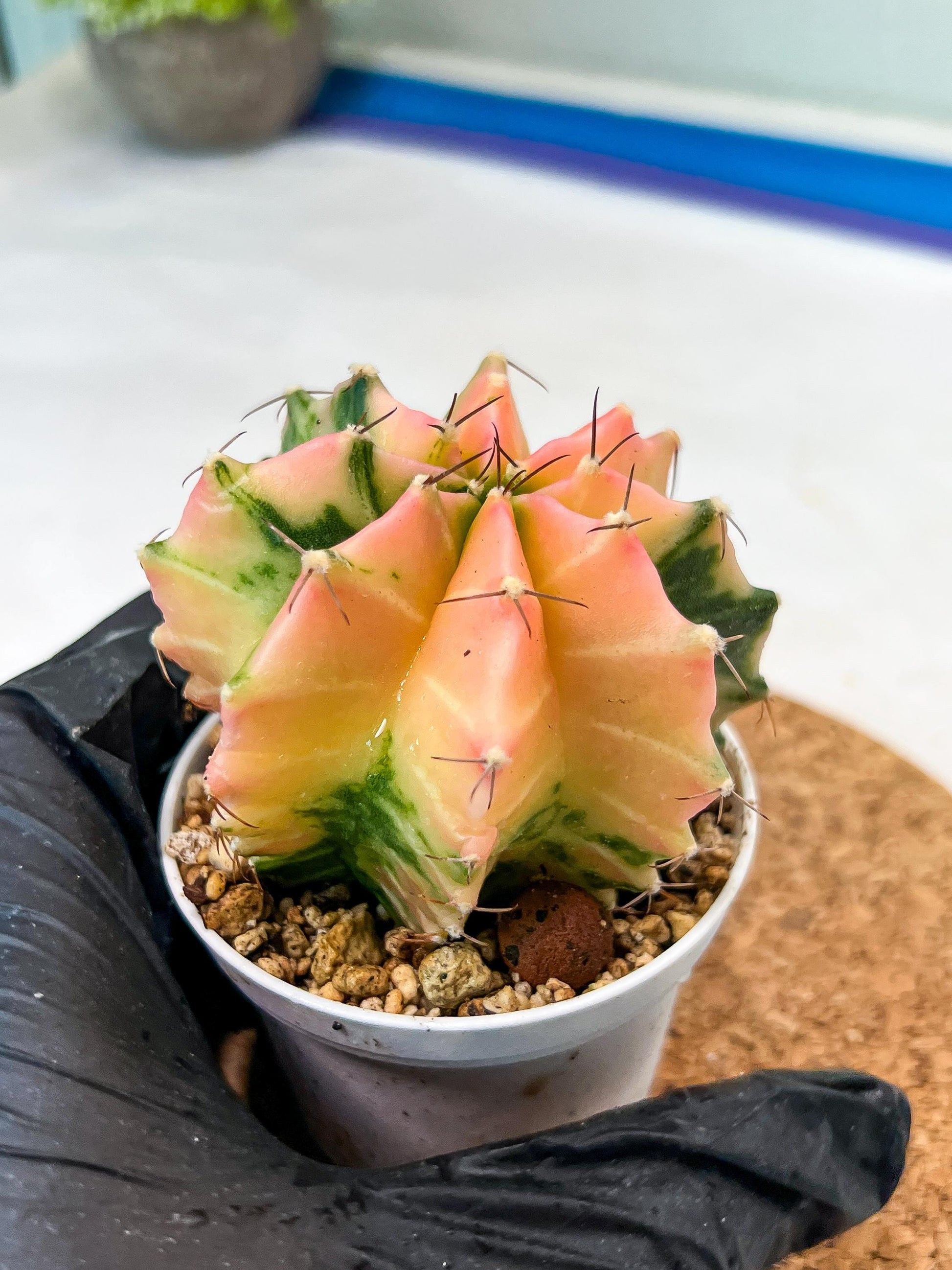 Gymnocalycium Mihanovichii Var (g3) (g7) | variegated cactus