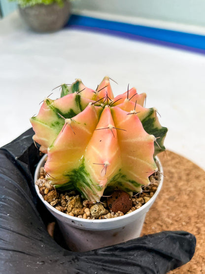 Gymnocalycium Mihanovichii Var (g3) (g7) | variegated cactus