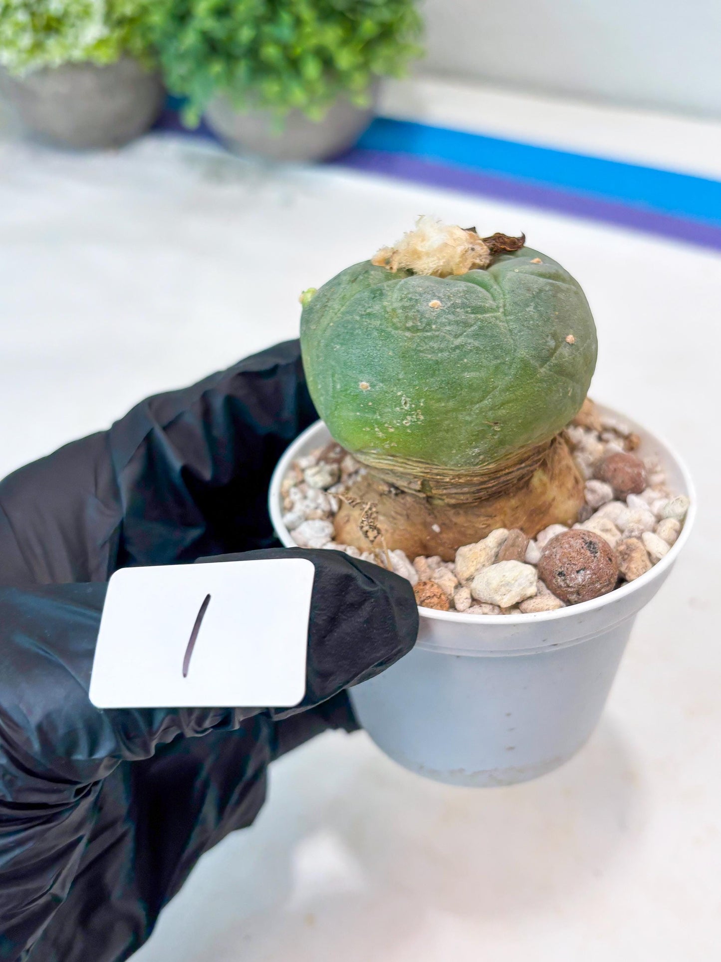 Spineless cactus Cluster (P-Y-B) | imported Plants | Very Hard to Find