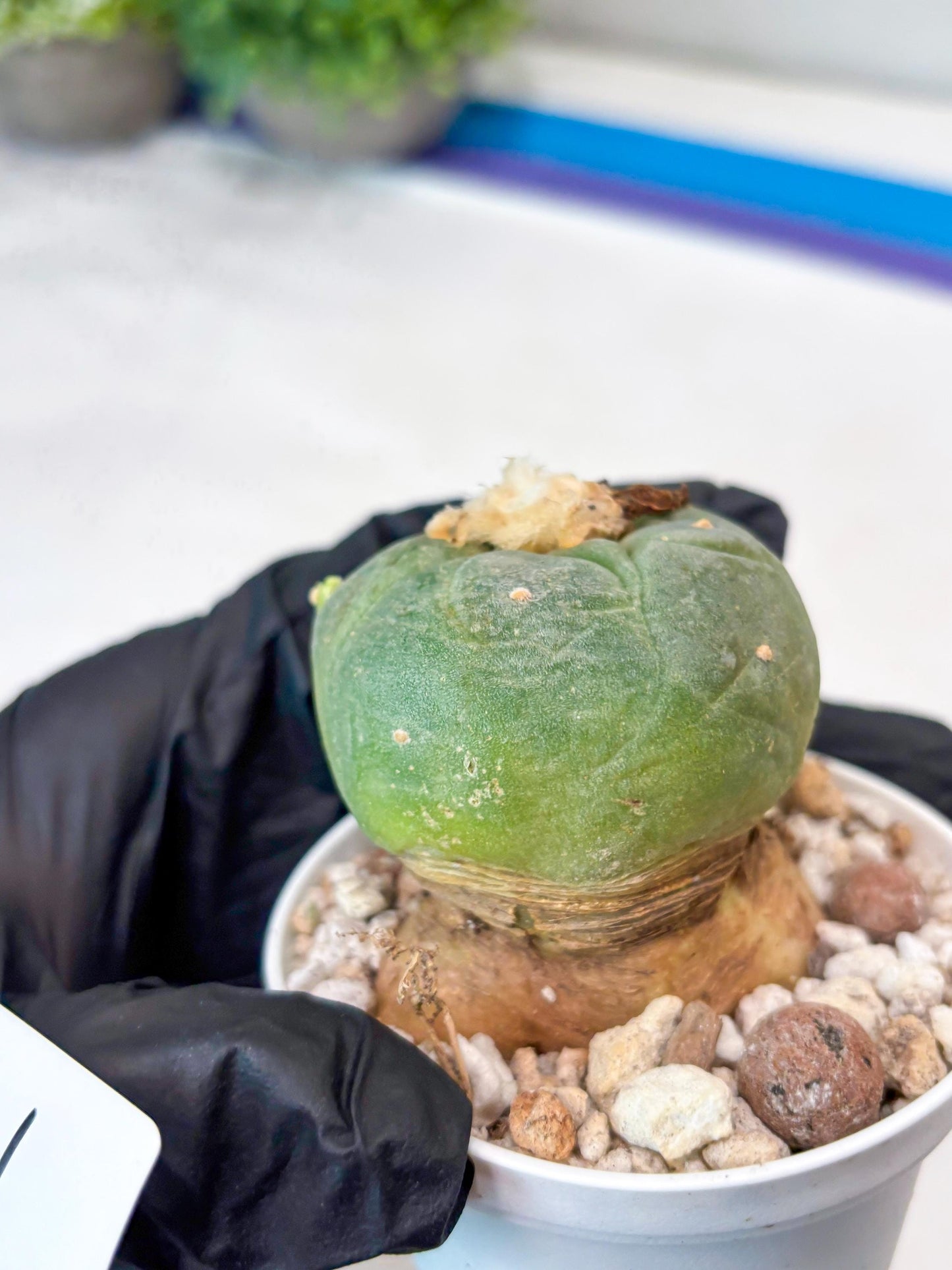 Spineless cactus Cluster (P-Y-B) | imported Plants | Very Hard to Find