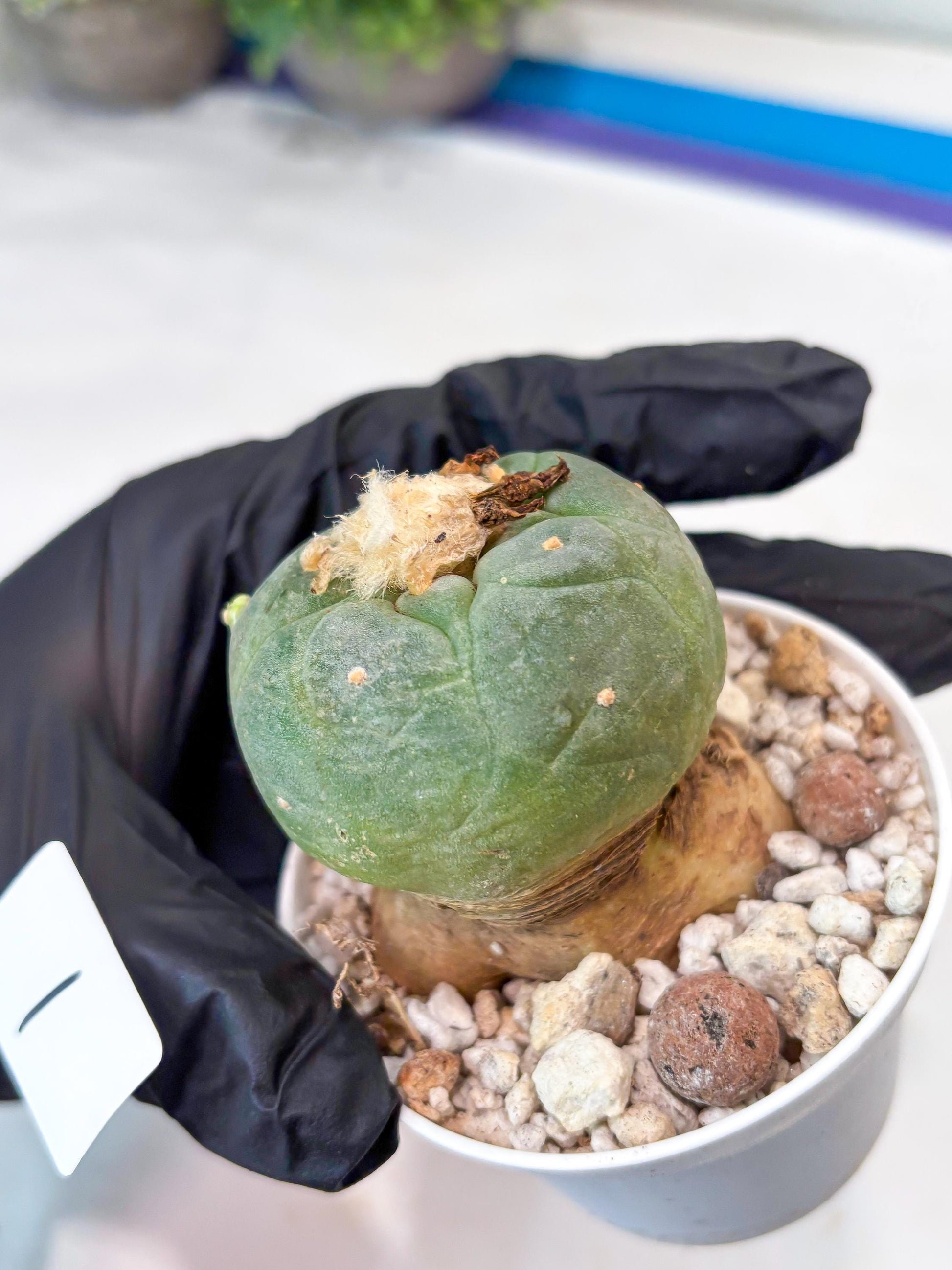 Spineless cactus Cluster (P-Y-B) | imported Plants | Very Hard to Find