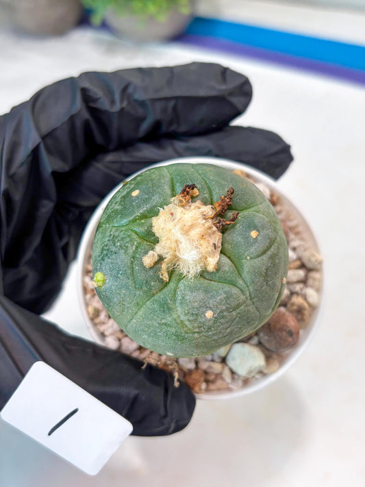 Spineless cactus Cluster (P-Y-B) | imported Plants | Very Hard to Find