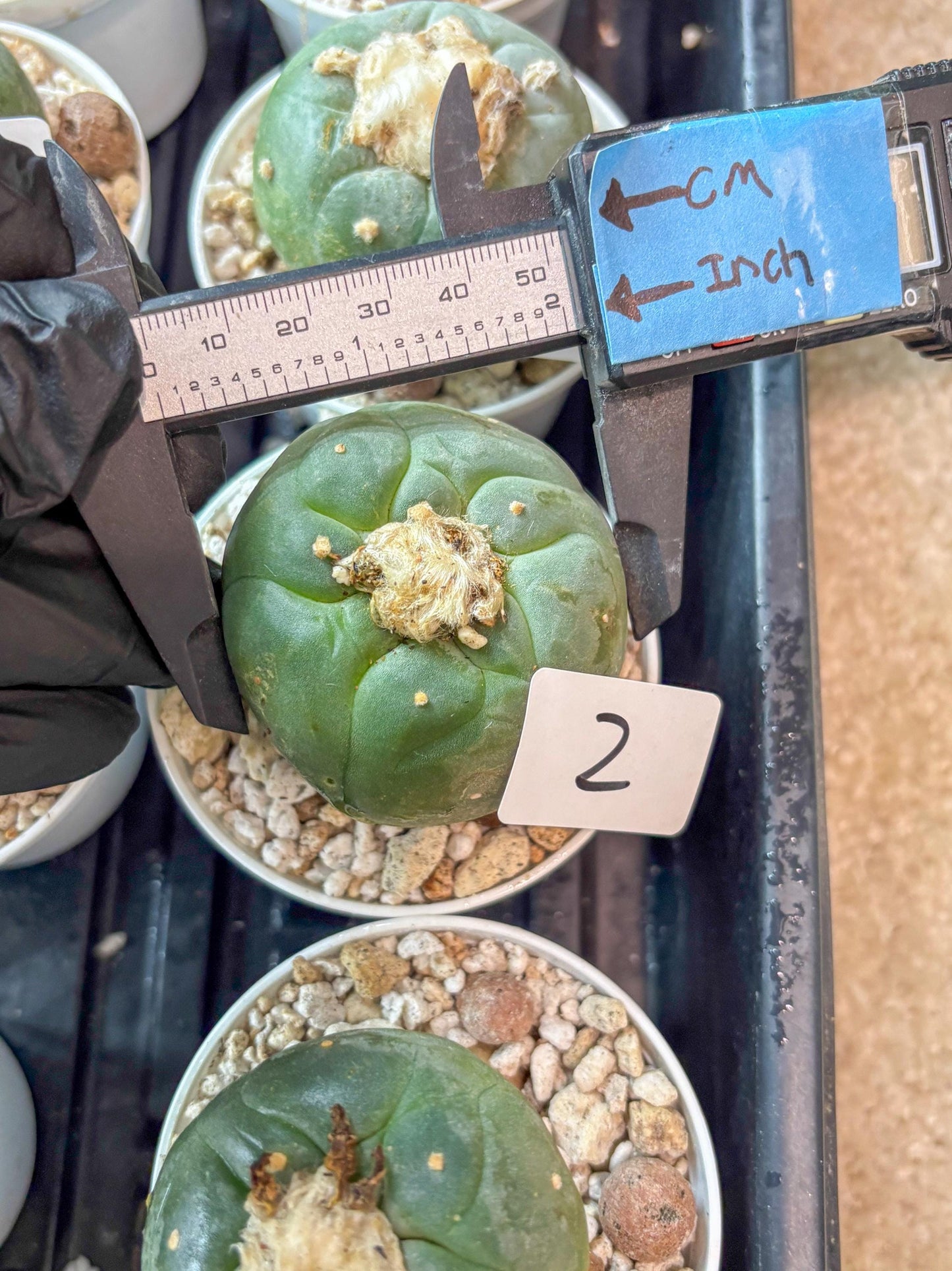 Spineless cactus Cluster (G-R-O) | imported Plants | Very Hard to Find