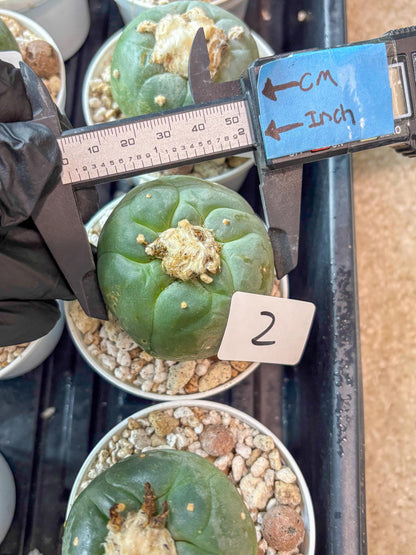 Spineless cactus Cluster (G-R-O) | imported Plants | Very Hard to Find