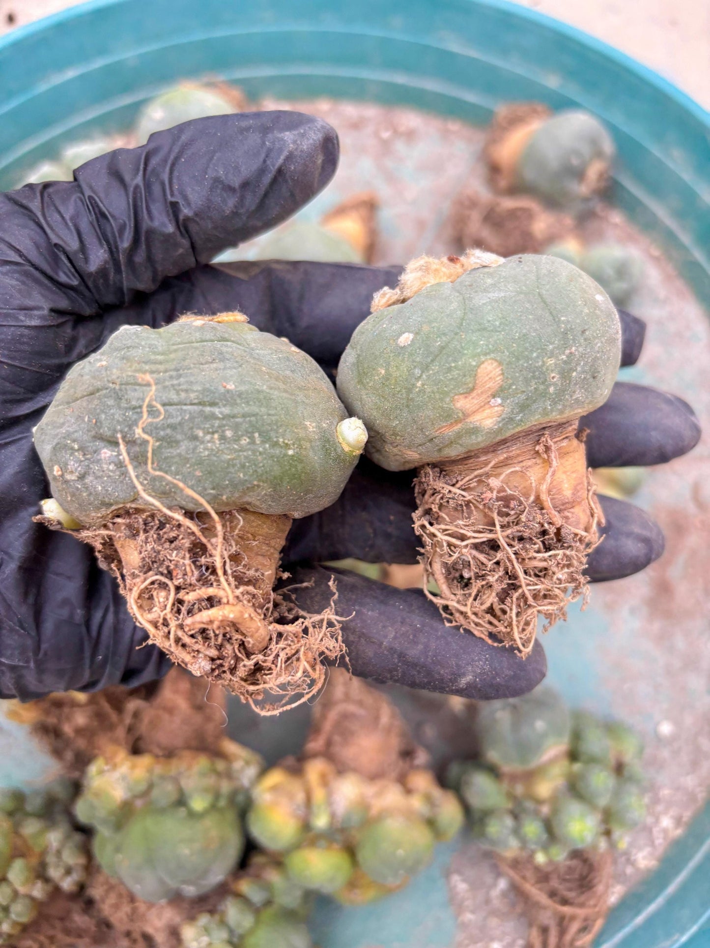 Spineless Cactus (#9) | For Advanced Growers