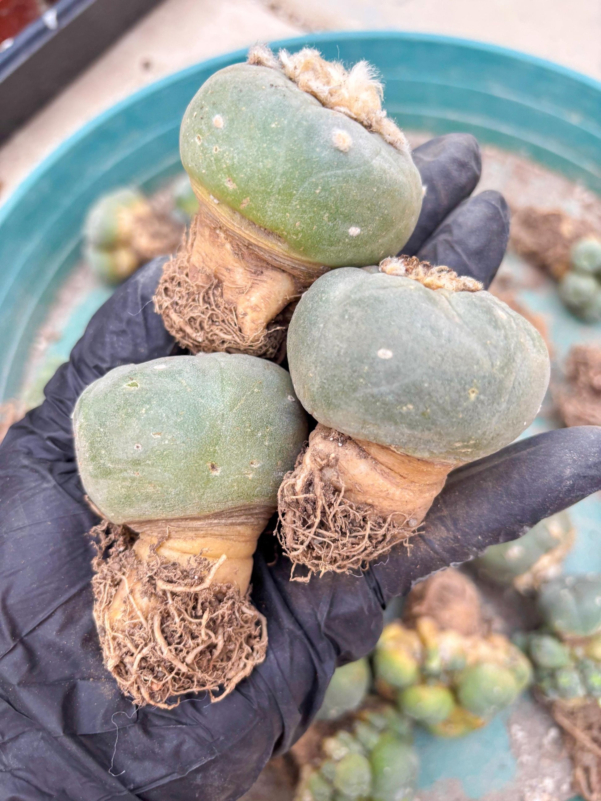 Spineless Cactus (#10) | rare scucuclent