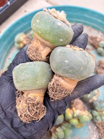 Spineless cactus Cluster (G-R-O) | imported Plants | Very Hard to Find