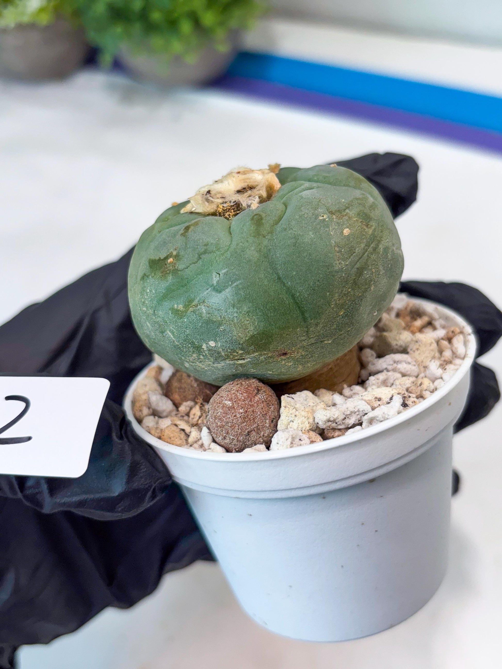 Spineless cactus Cluster (G-R-O) | imported Plants | Very Hard to Find