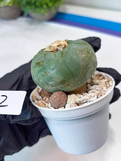 Spineless cactus Cluster (G-R-O) | imported Plants | Very Hard to Find