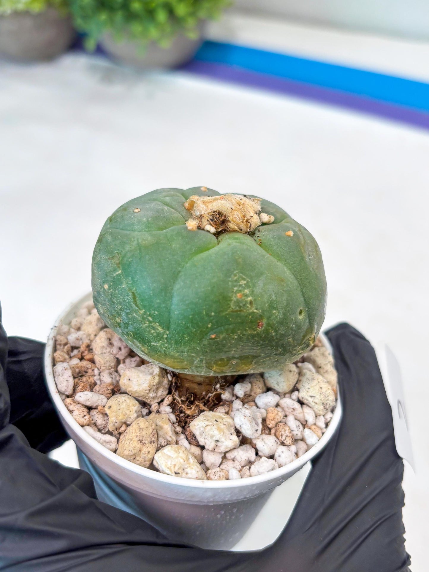 Spineless cactus Cluster (G-R-O) | imported Plants | Very Hard to Find