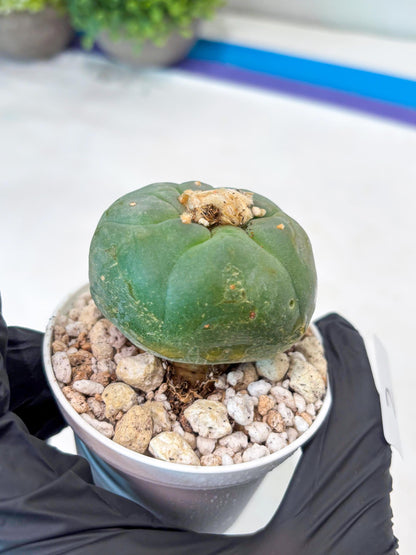 Spineless cactus Cluster (G-R-O) | imported Plants | Very Hard to Find