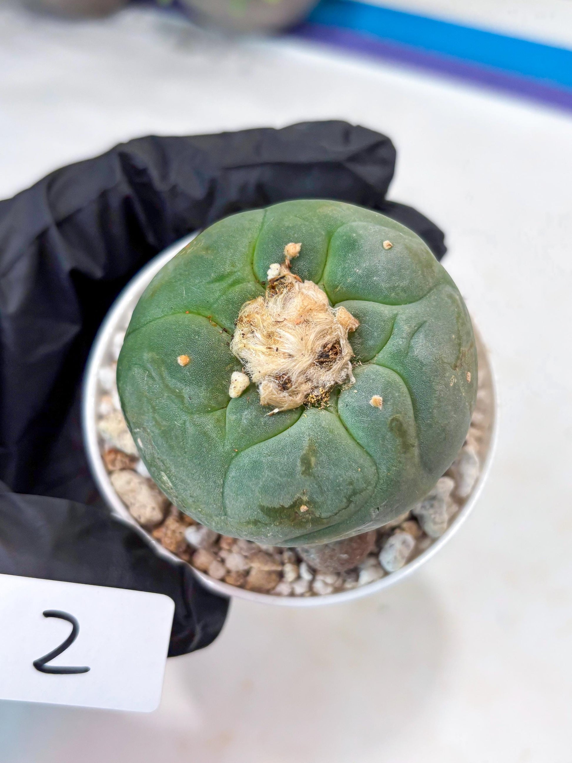 Spineless cactus Cluster (G-R-O) | imported Plants | Very Hard to Find