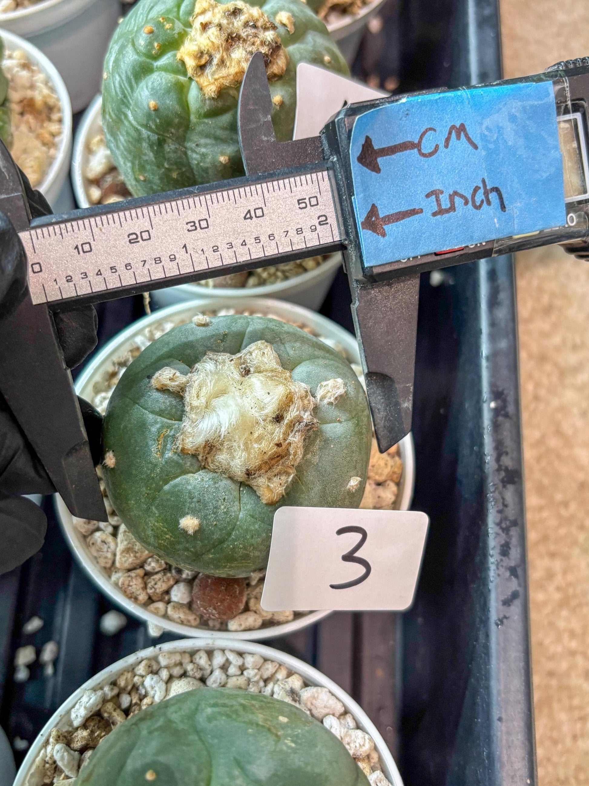 Green Cactus (#3) | rare scucuclent
