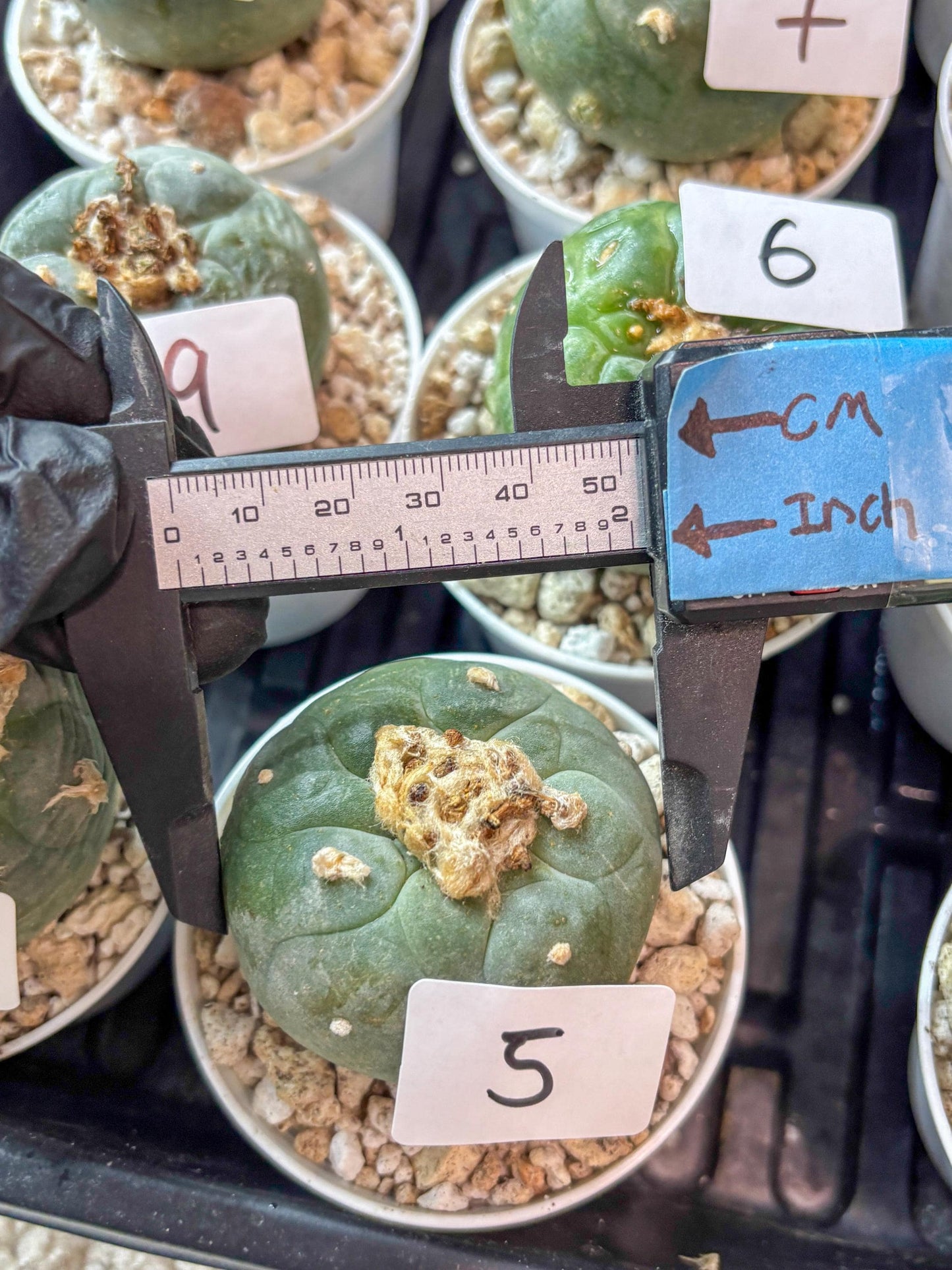 Green Cactus (#5) | rare scucuclent