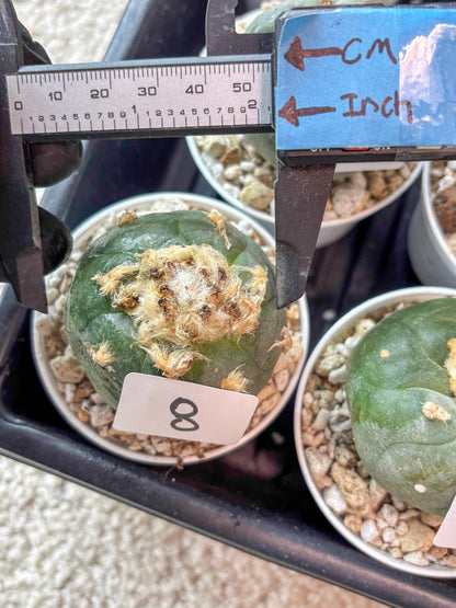 Rare Green Cactus (#8) | rare scucuclent