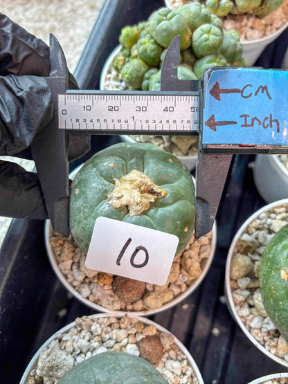 Spineless Cactus (#10) | rare scucuclent