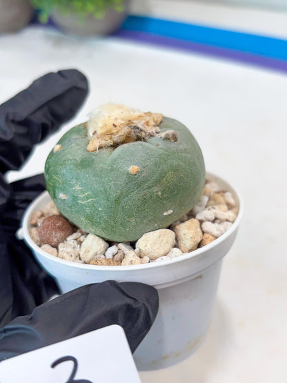 Green Cactus (#3) | rare scucuclent