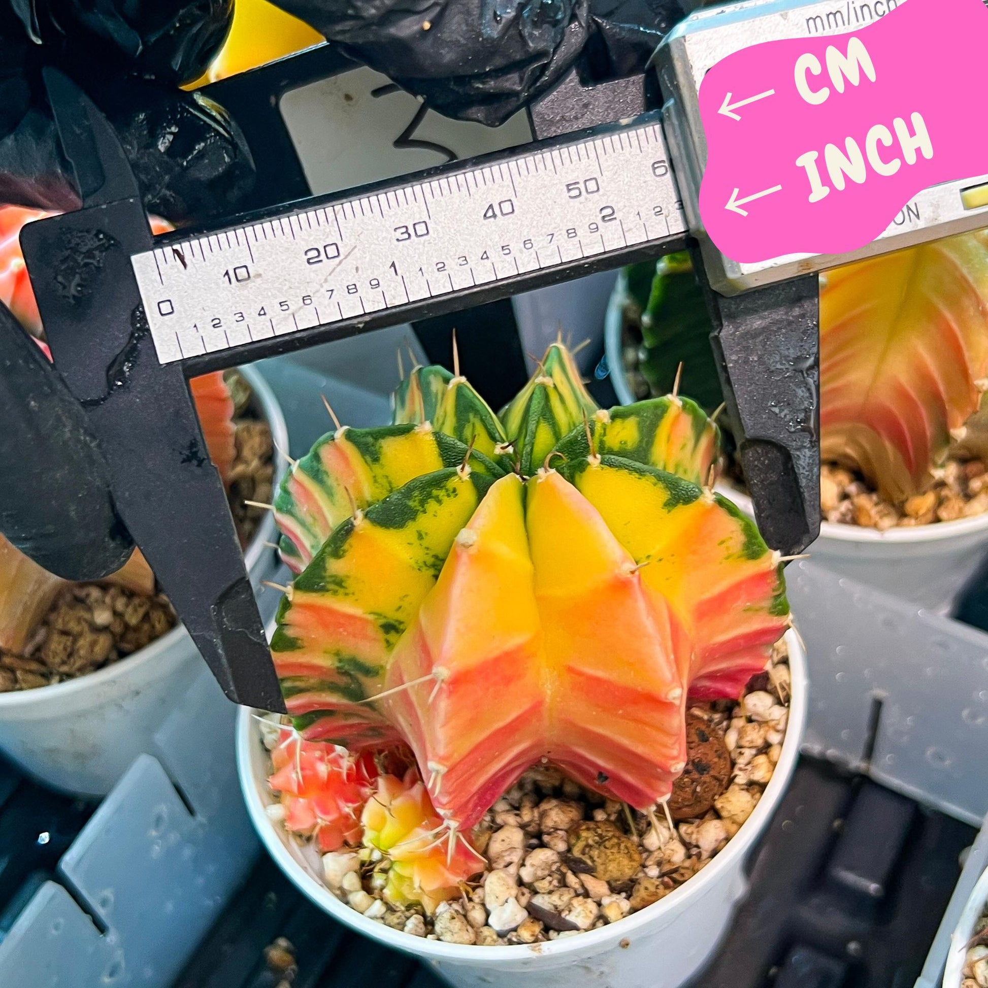 Gymnocalycium Mihanovichii Var (g3) (g3) | variegated cactus