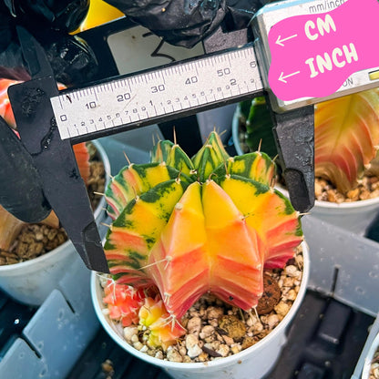 Gymnocalycium Mihanovichii Var (g3) (g3) | variegated cactus
