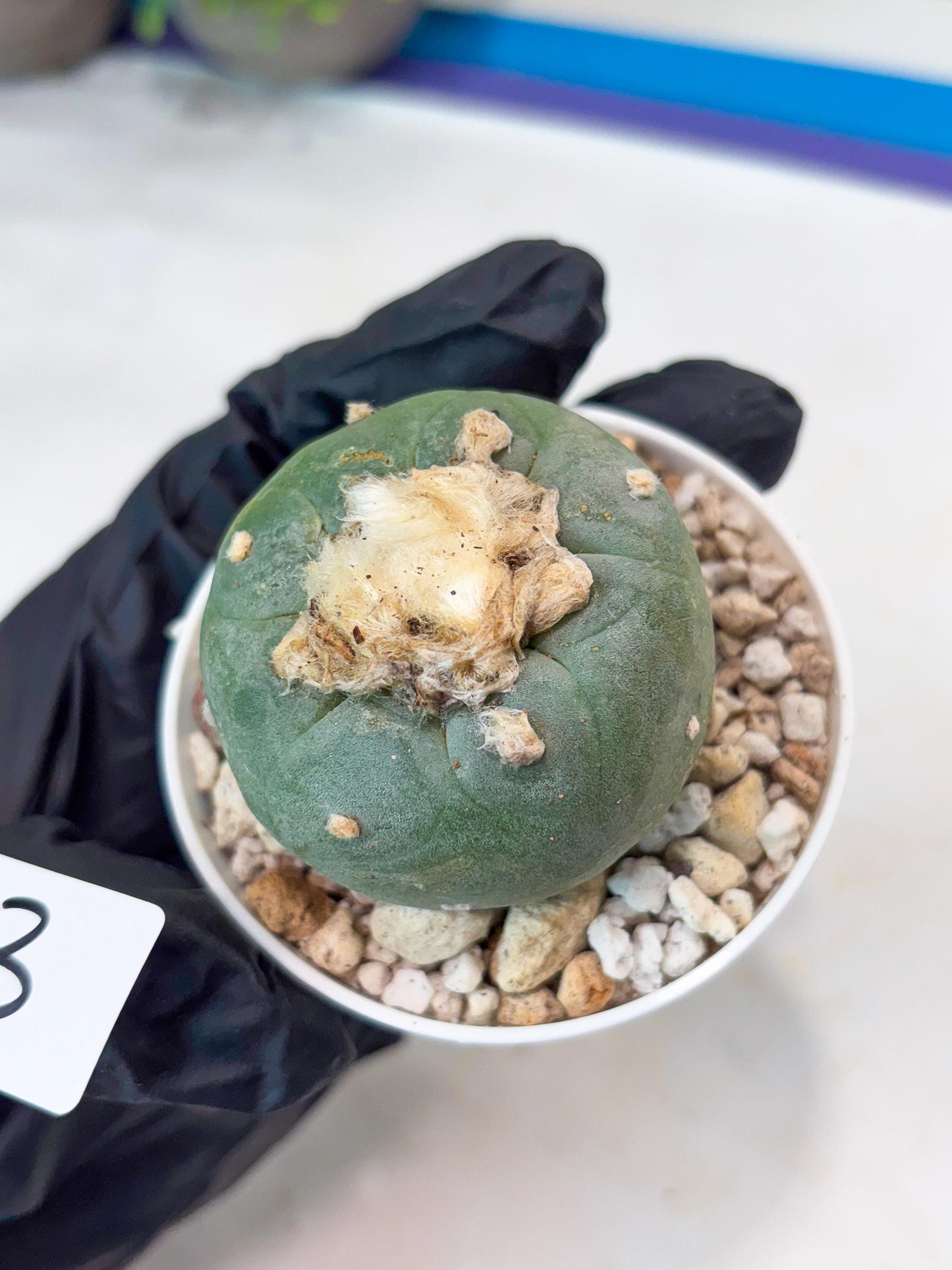 Green Cactus (#3) | rare scucuclent