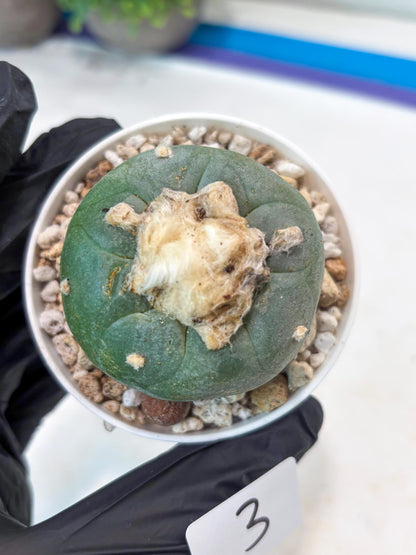 Green Cactus (#3) | rare scucuclent