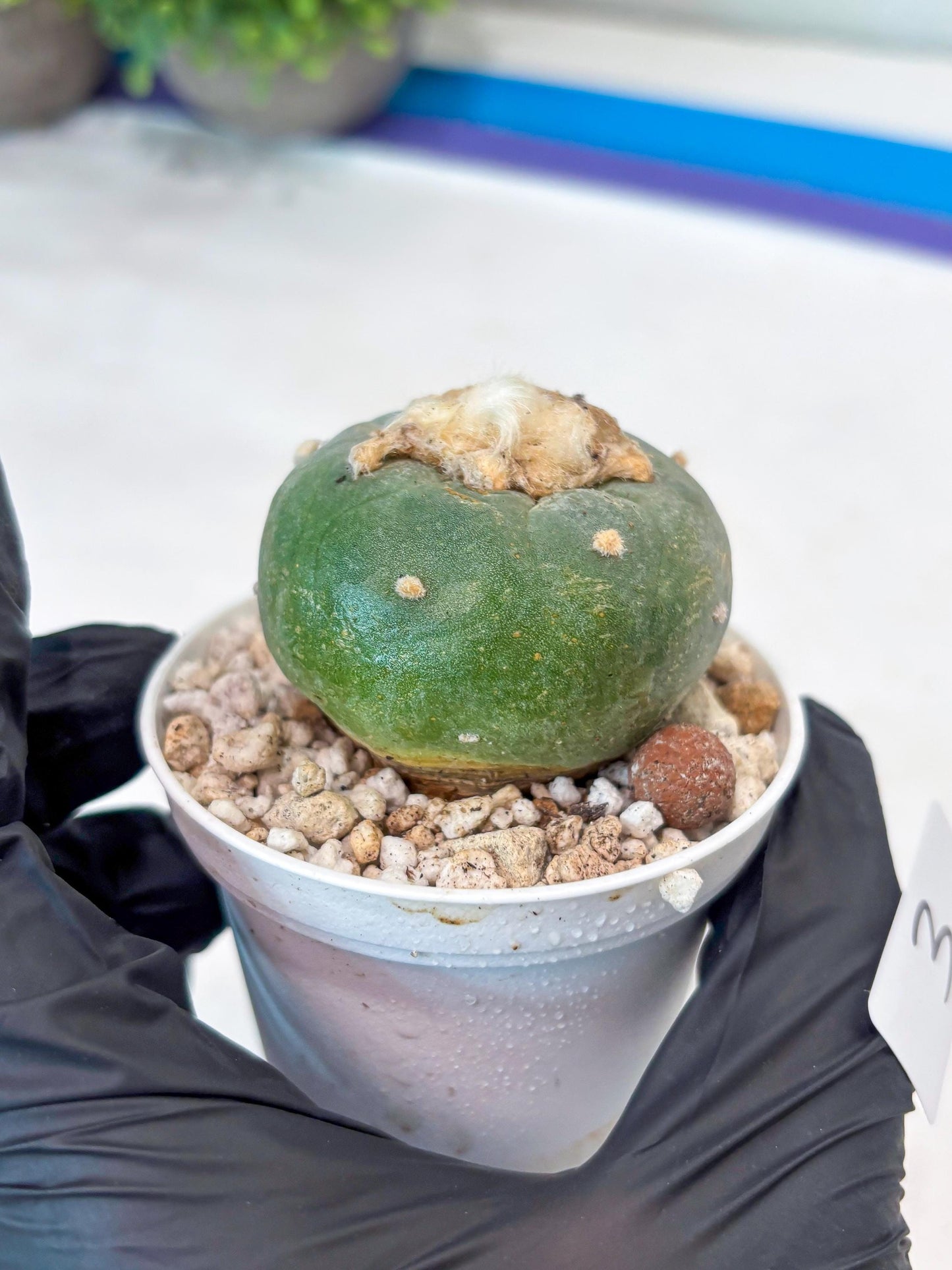 Green Cactus (#3) | rare scucuclent