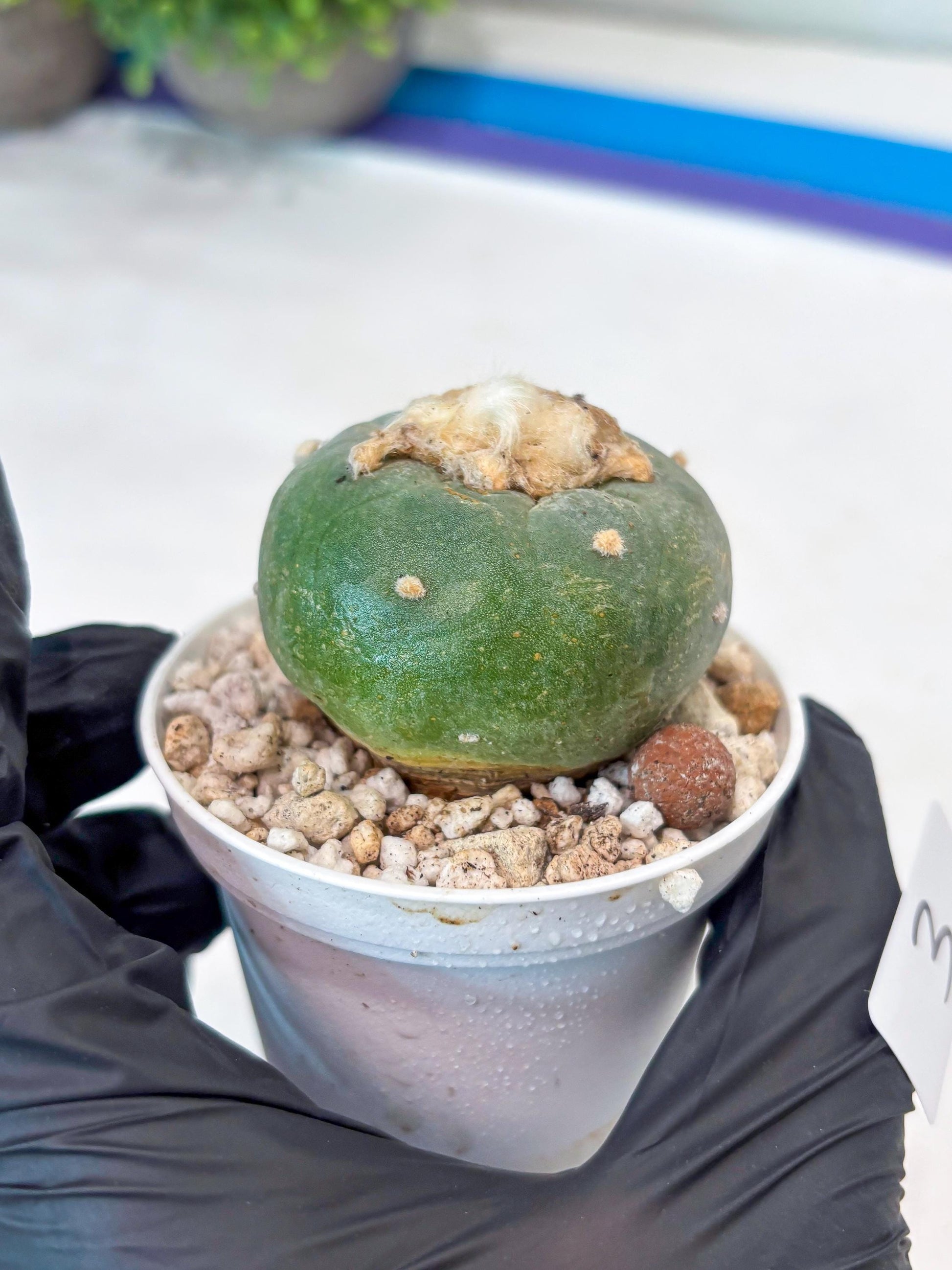 Green Cactus (#3) | rare scucuclent