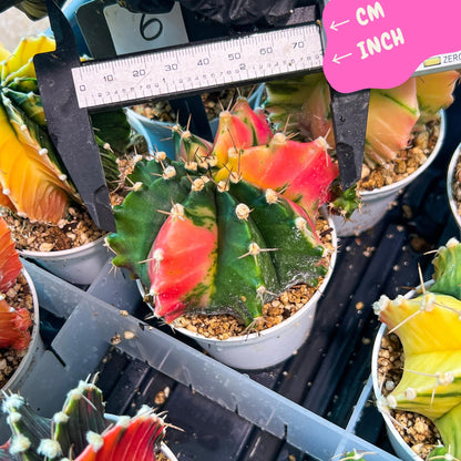 Gymnocalycium Mihanovichii Var (g3) (g6) | variegated cactus
