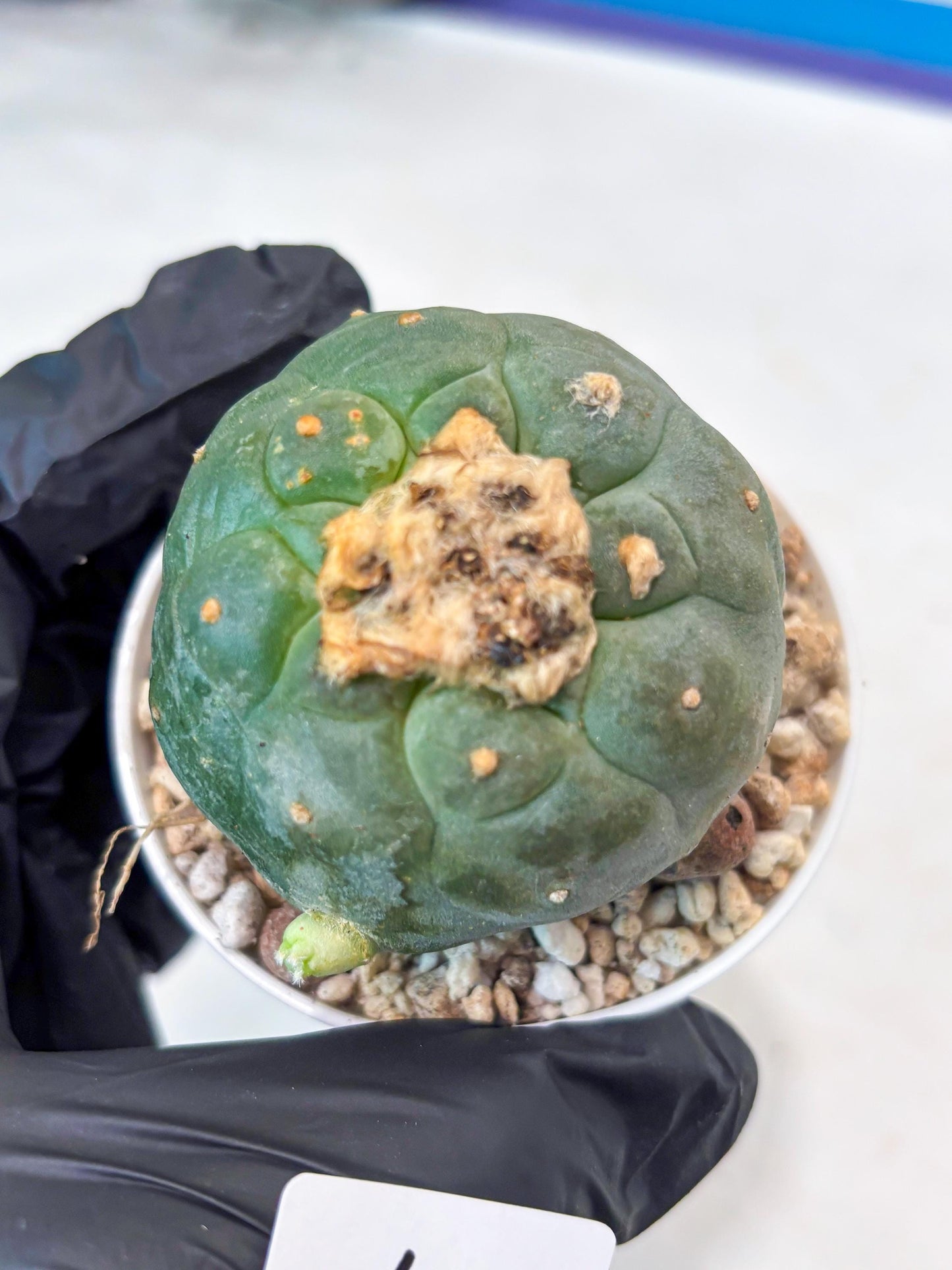 Green Cactus (#4) | rare scucuclent