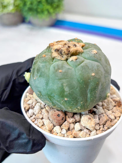 Green Cactus (#4) | rare scucuclent