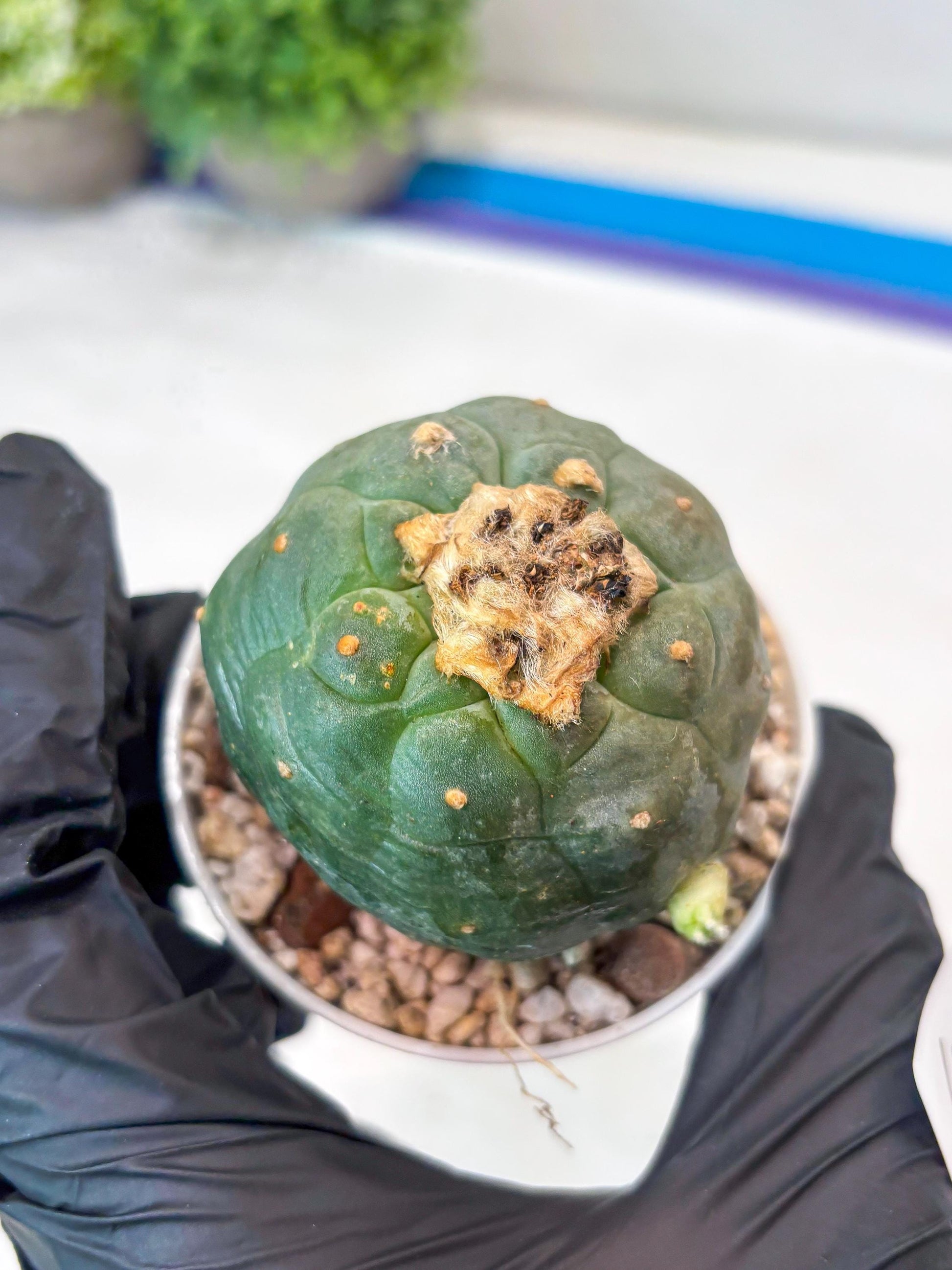 Green Cactus (#4) | rare scucuclent