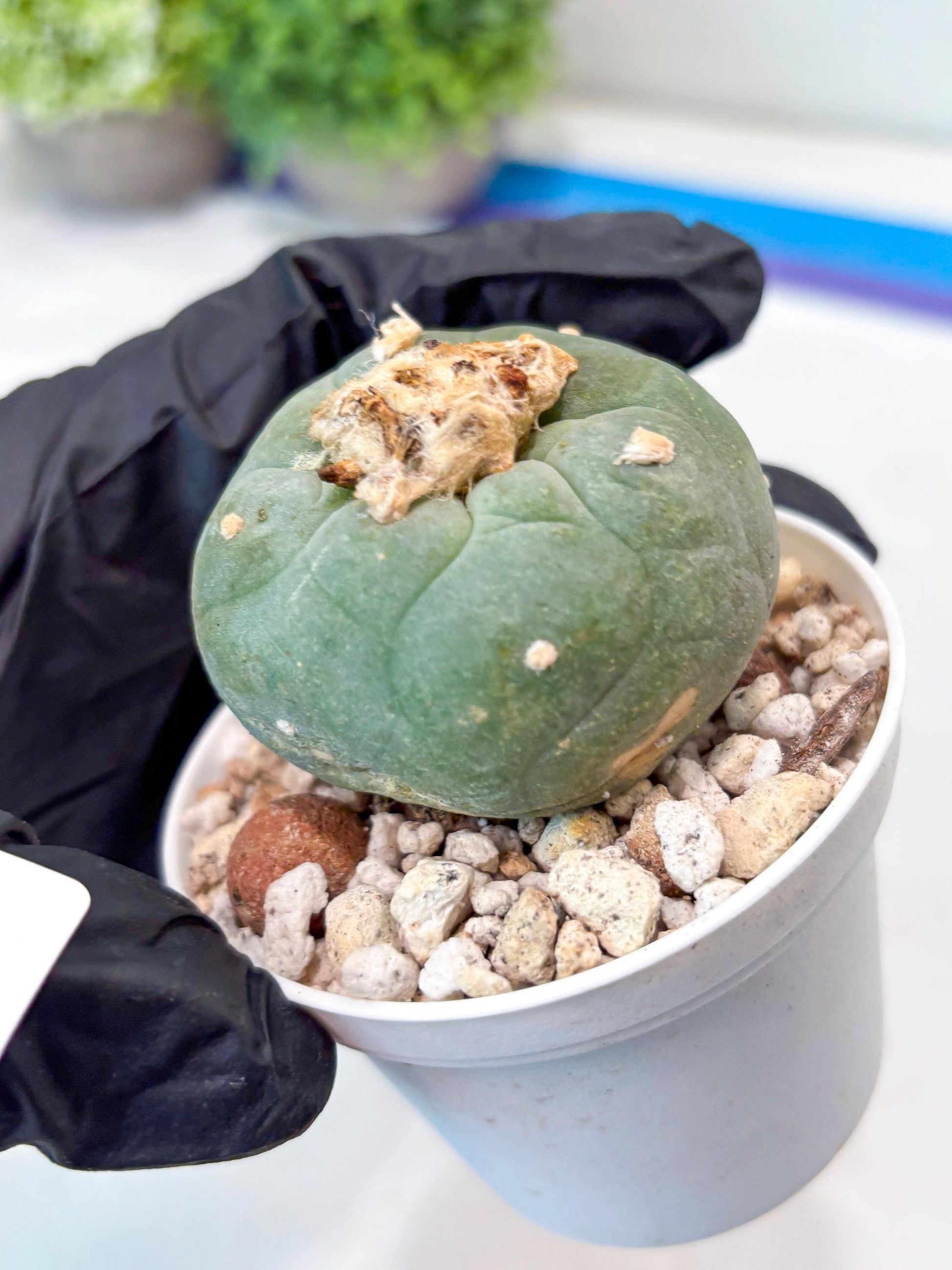 Green Cactus (#5) | rare scucuclent