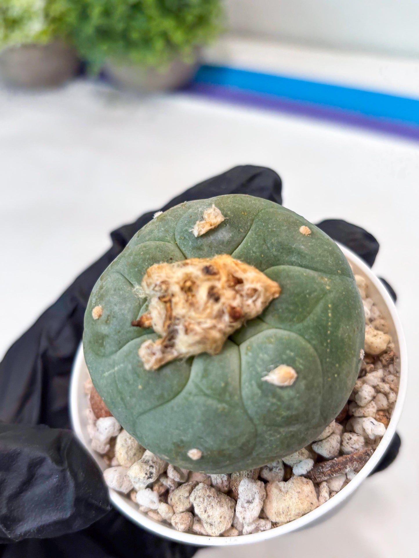 Green Cactus (#5) | rare scucuclent