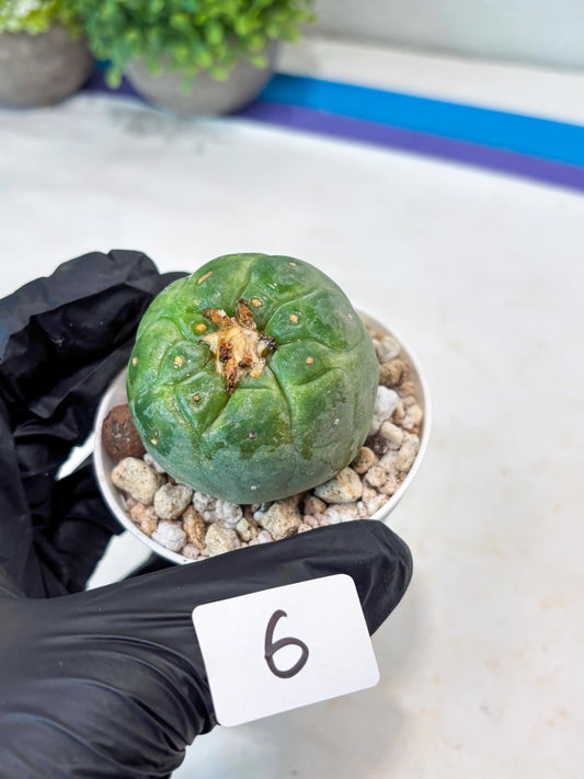 Rare Green Musroom Cactus (#6) | rare scucuclent