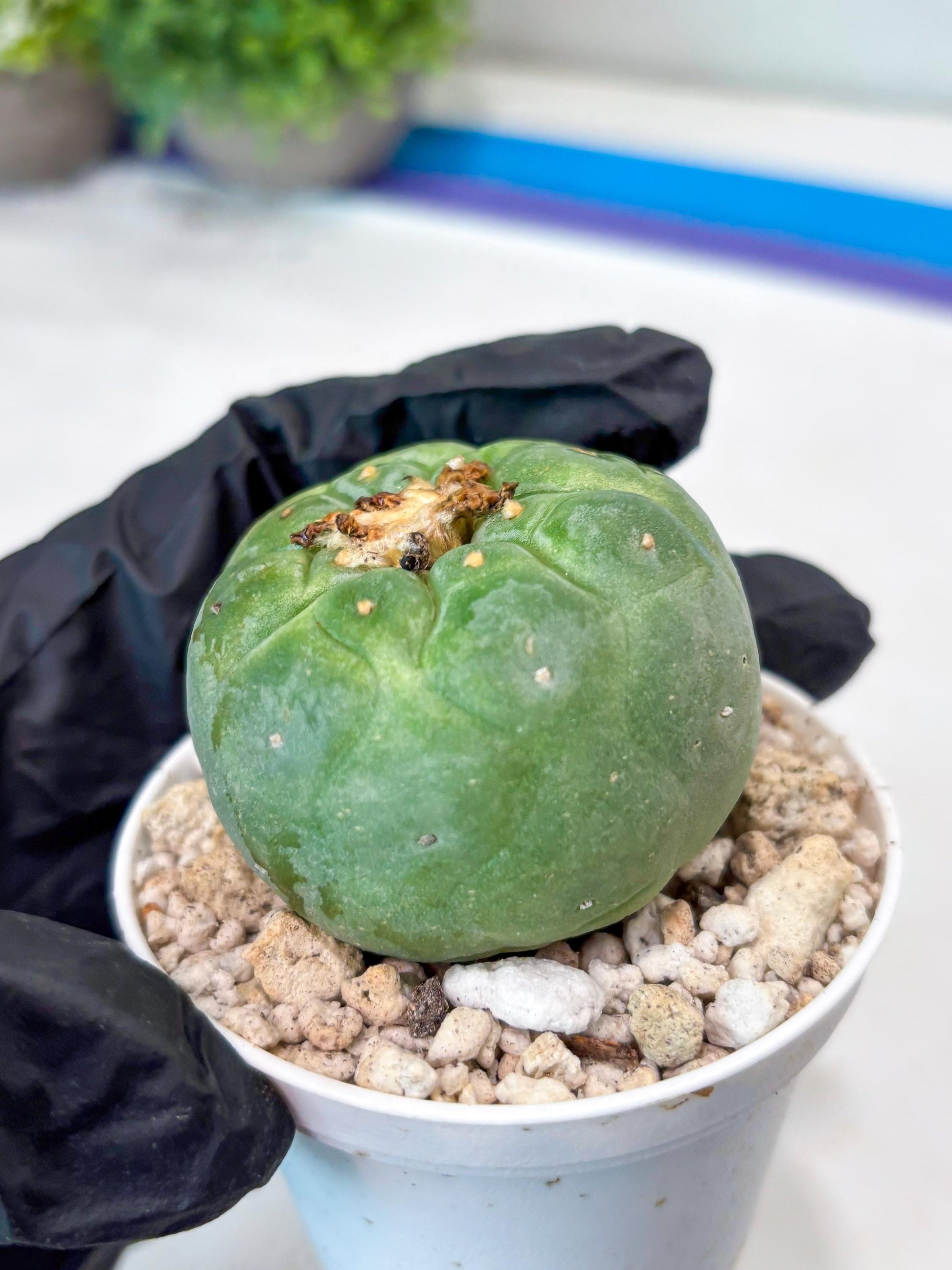 Rare Green Musroom Cactus (#6) | rare scucuclent