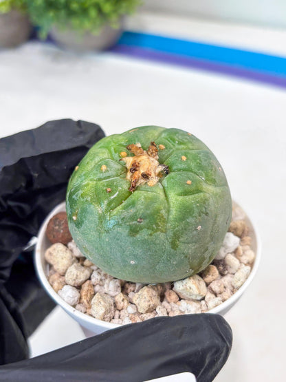 Rare Green Musroom Cactus (#6) | rare scucuclent