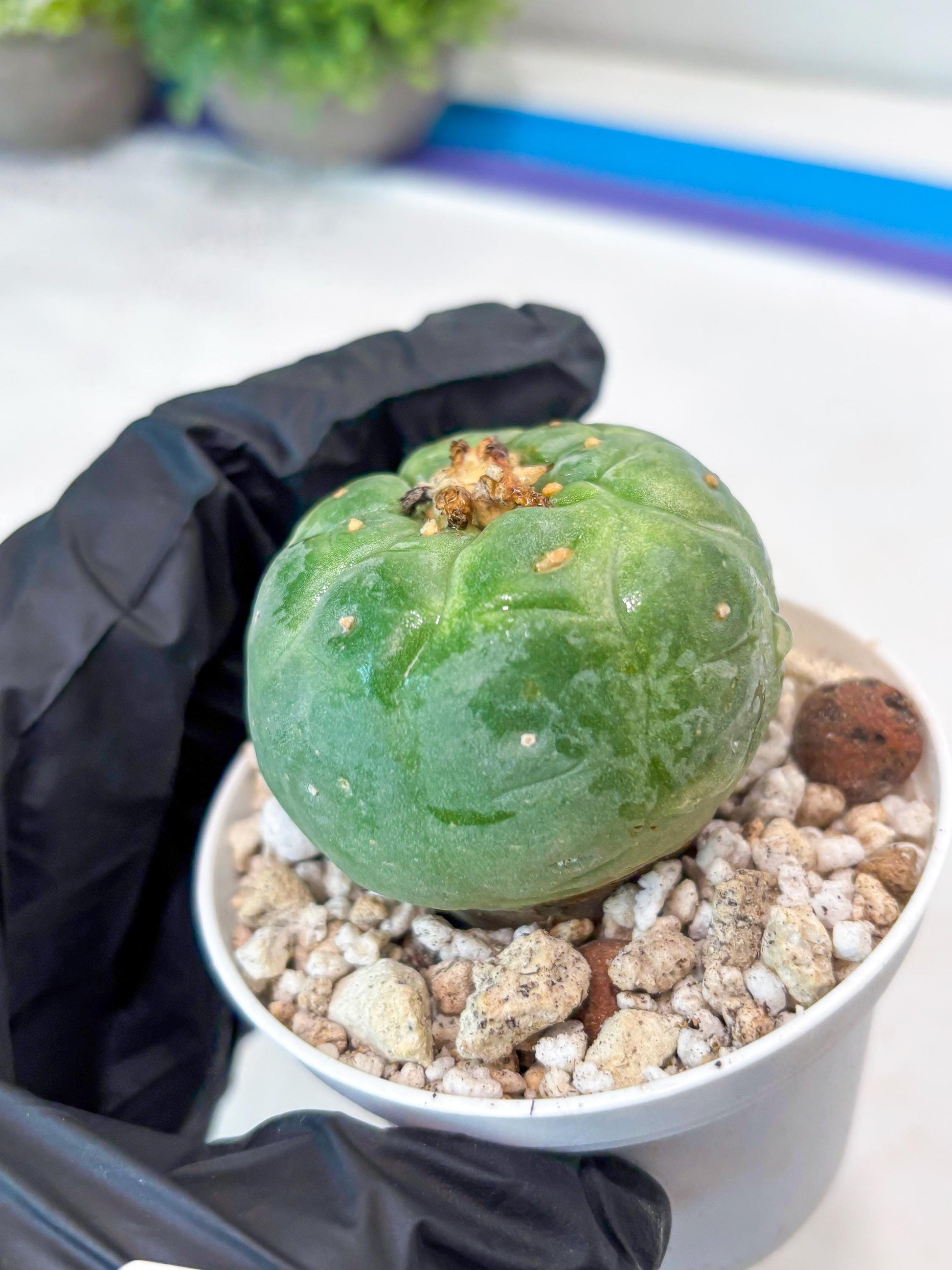 Rare Green Musroom Cactus (#6) | rare scucuclent