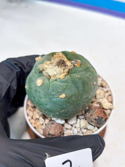 Rare Green Cactus (#7) | rare scucuclent