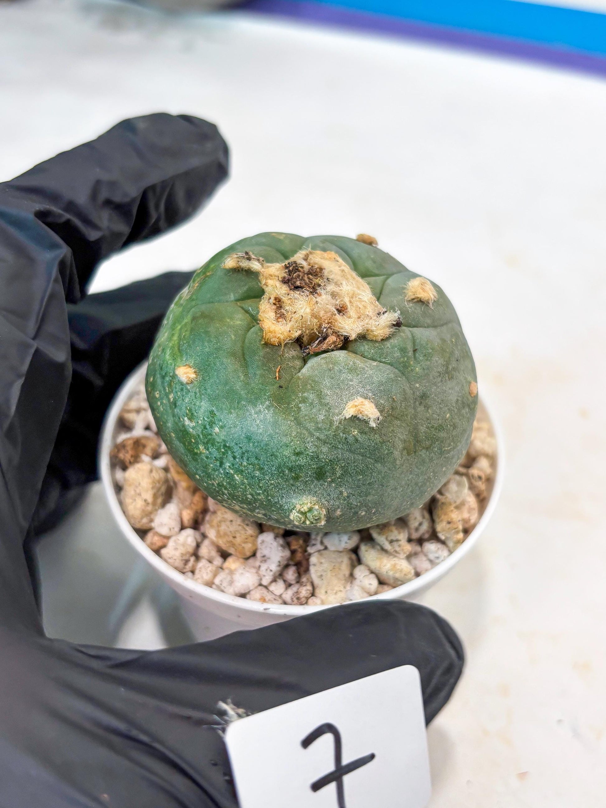 Rare Green Cactus (#7) | rare scucuclent