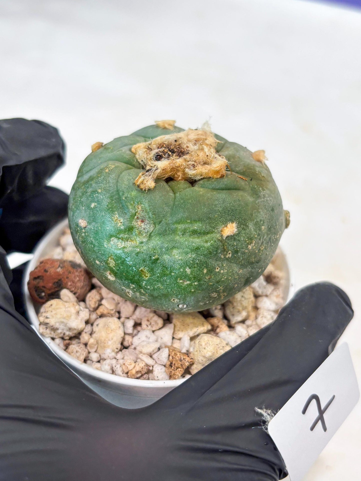 Rare Green Cactus (#7) | rare scucuclent