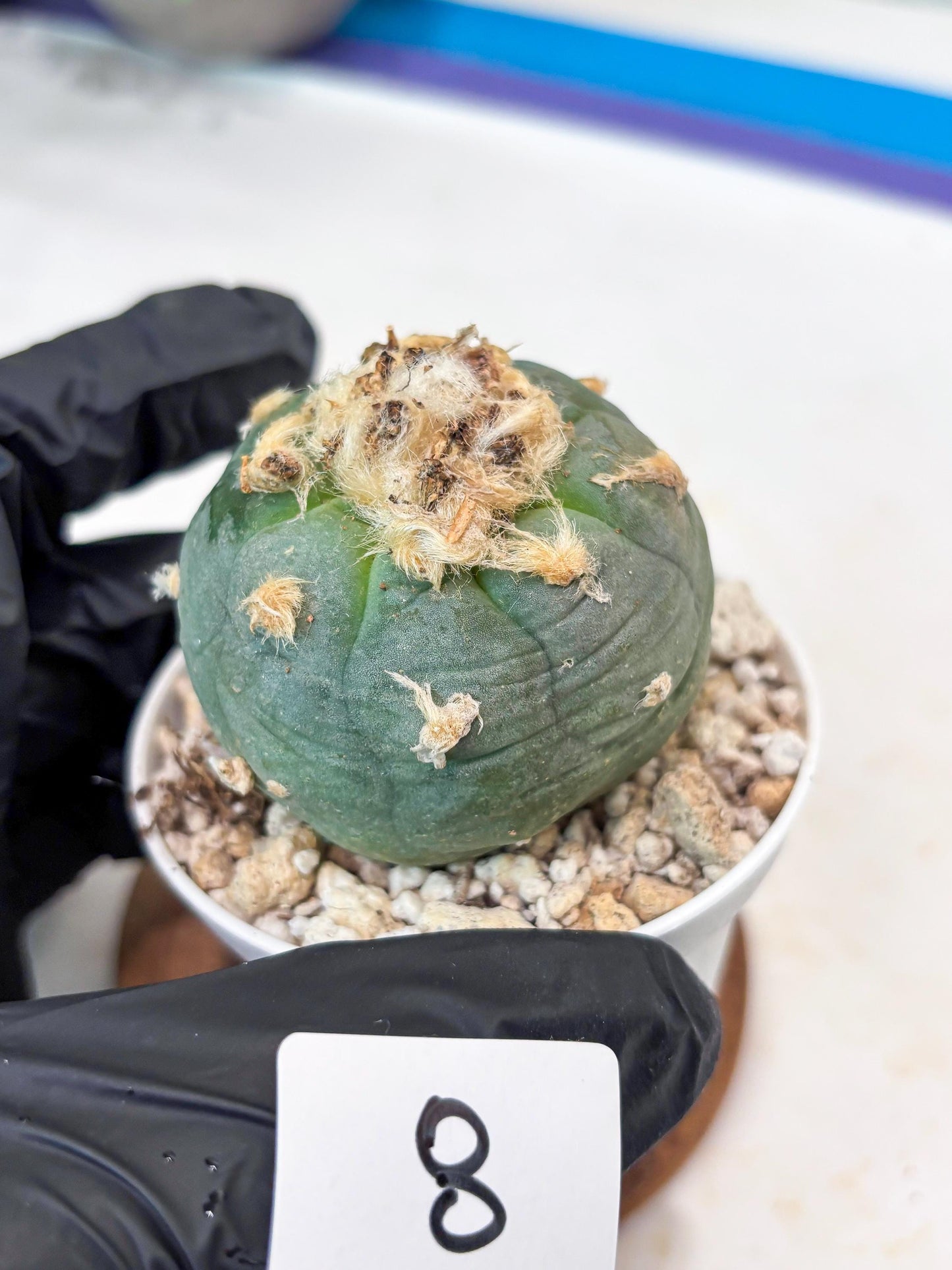 Rare Green Cactus (#8) | rare scucuclent